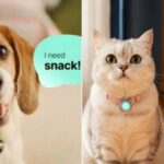 Collar IA para mascotas con sensores y aplicación móvil