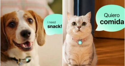 Collar IA para mascotas con sensores y aplicación móvil