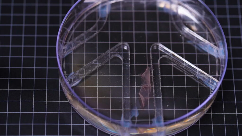 Robot biohíbrido MIT diseño ultradelgado